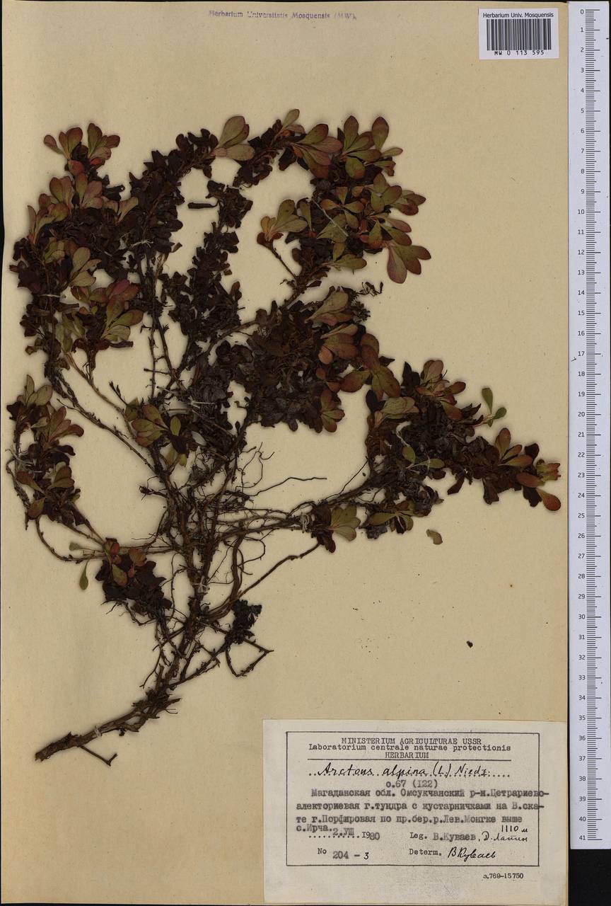 Arctostaphylos alpinus (L.) Spreng., Siberia, Chukotka & Kamchatka (S7) (Russia)