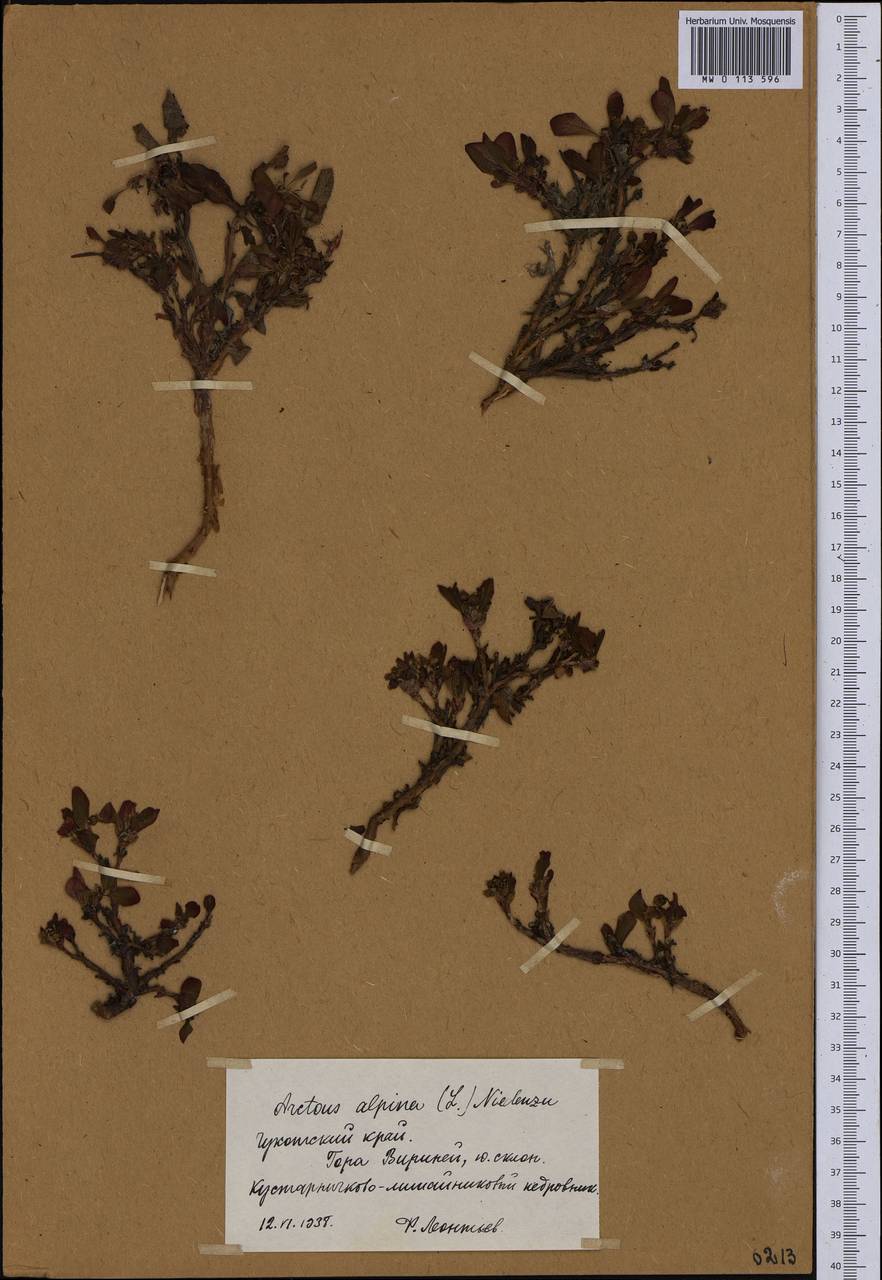 Arctostaphylos alpinus (L.) Spreng., Siberia, Chukotka & Kamchatka (S7) (Russia)