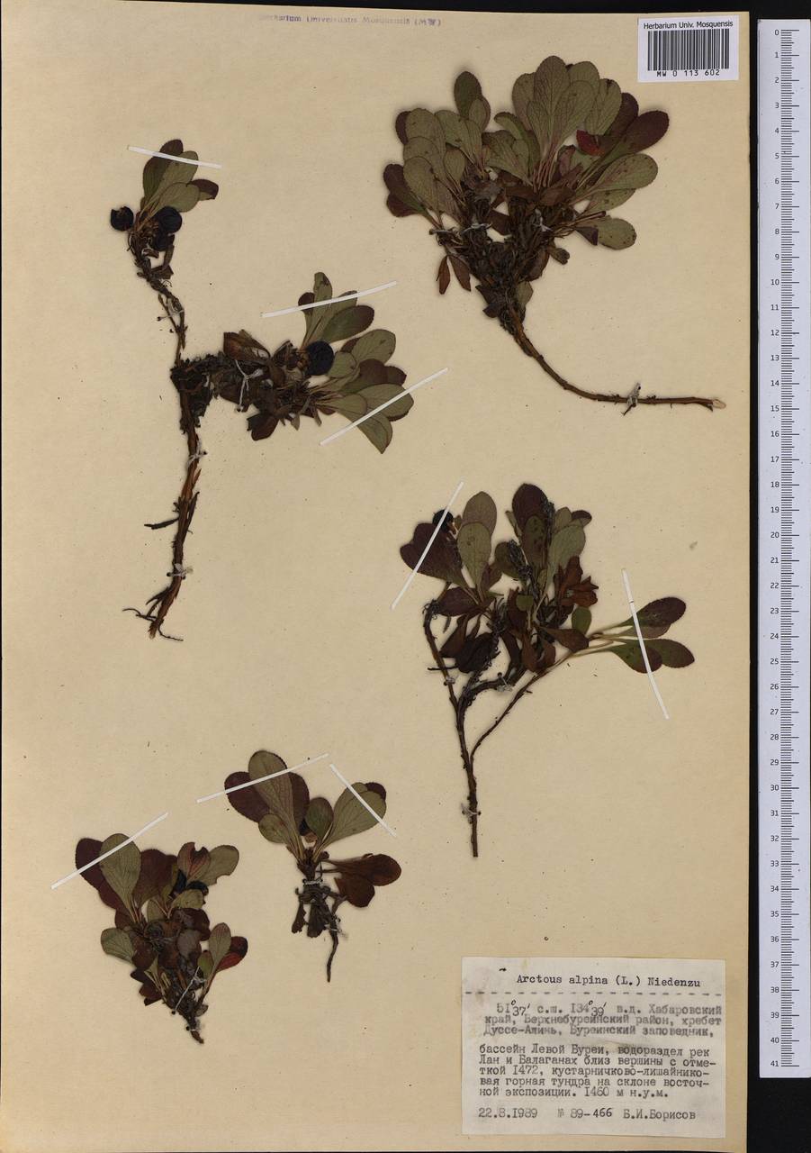 Arctostaphylos alpinus (L.) Spreng., Siberia, Russian Far East (S6) (Russia)