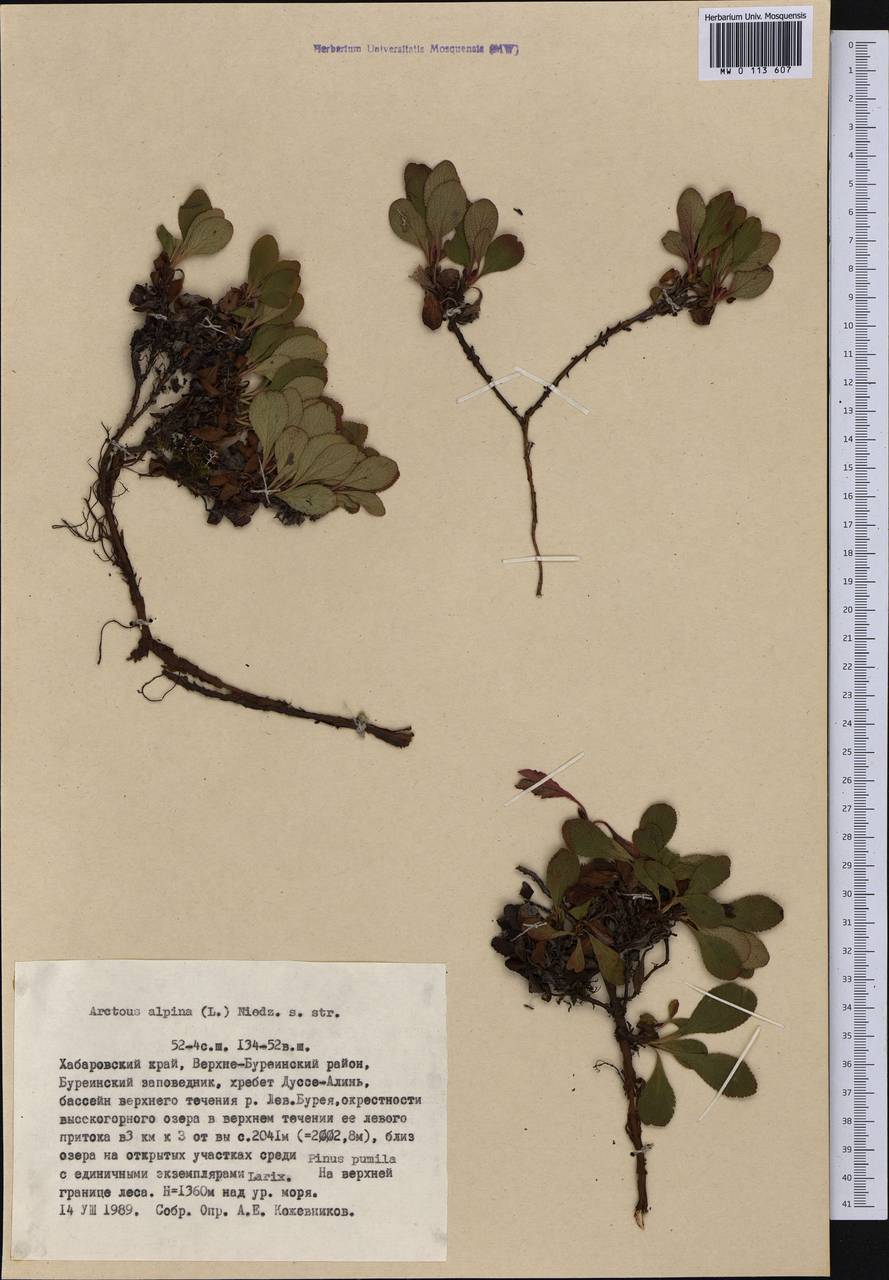 Arctostaphylos alpinus (L.) Spreng., Siberia, Russian Far East (S6) (Russia)