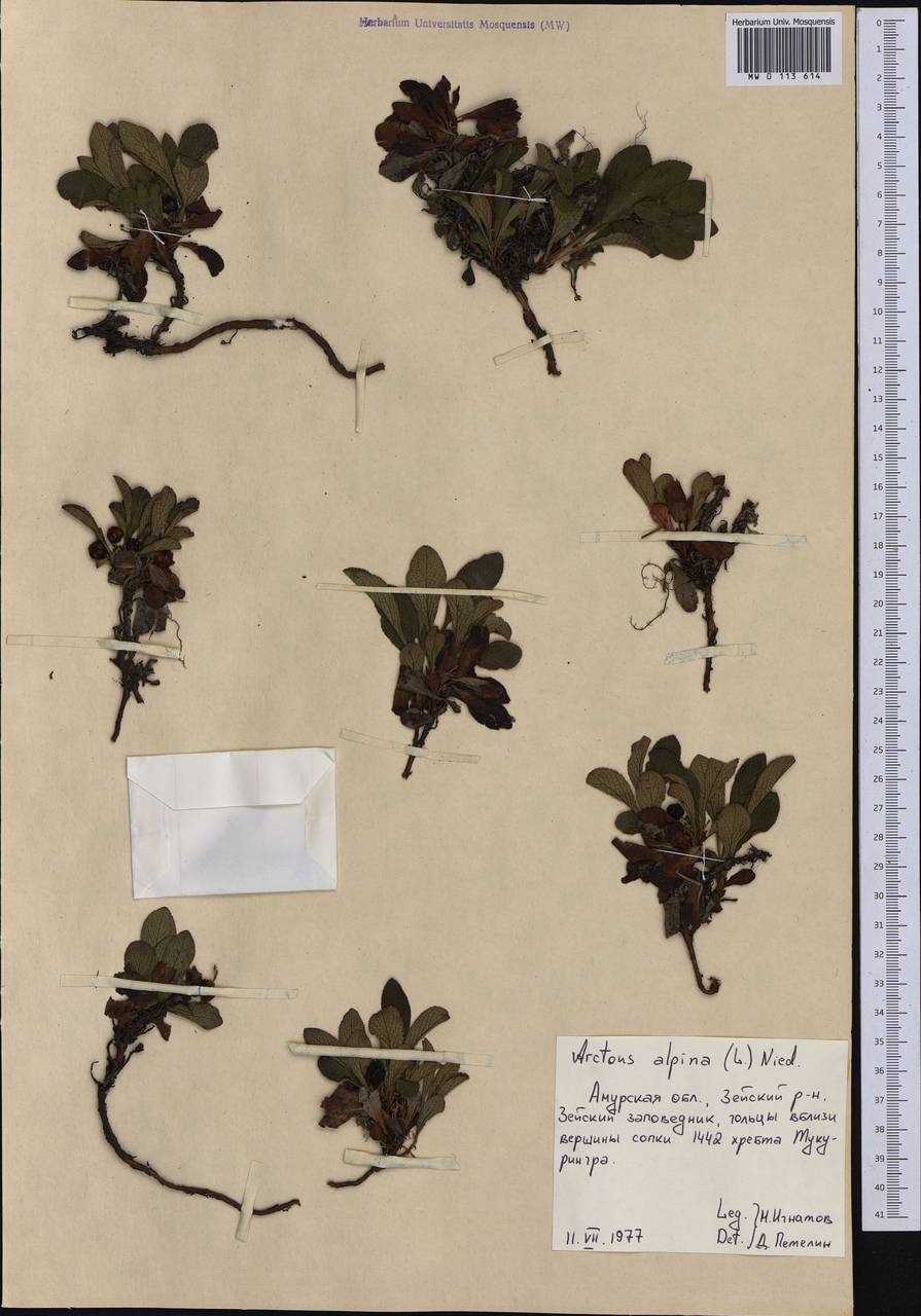 Arctostaphylos alpinus (L.) Spreng., Siberia, Russian Far East (S6) (Russia)
