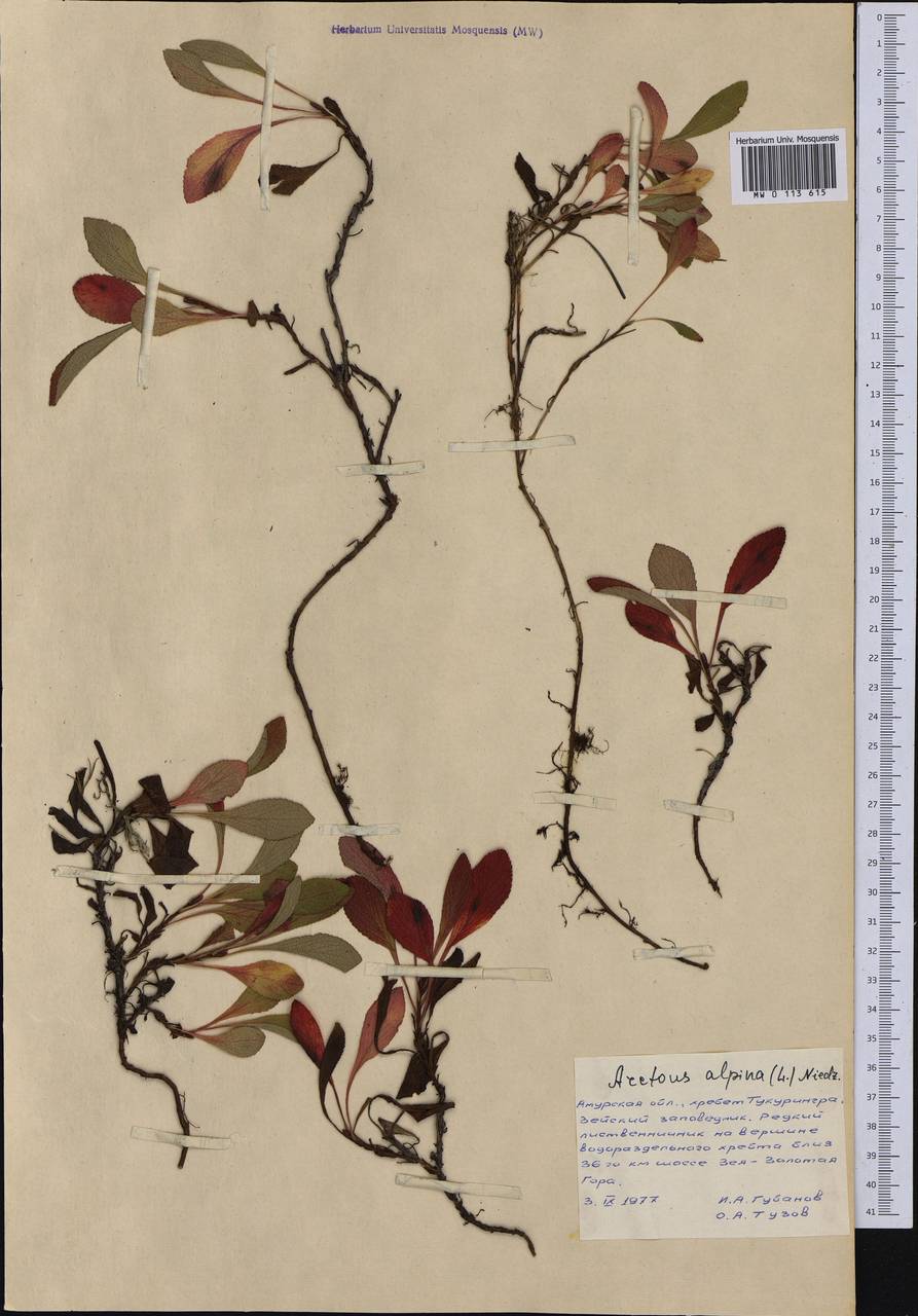Arctostaphylos alpinus (L.) Spreng., Siberia, Russian Far East (S6) (Russia)