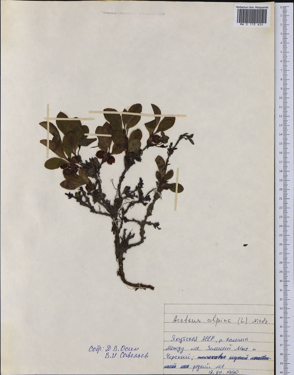 Arctostaphylos alpinus (L.) Spreng., Siberia, Yakutia (S5) (Russia)