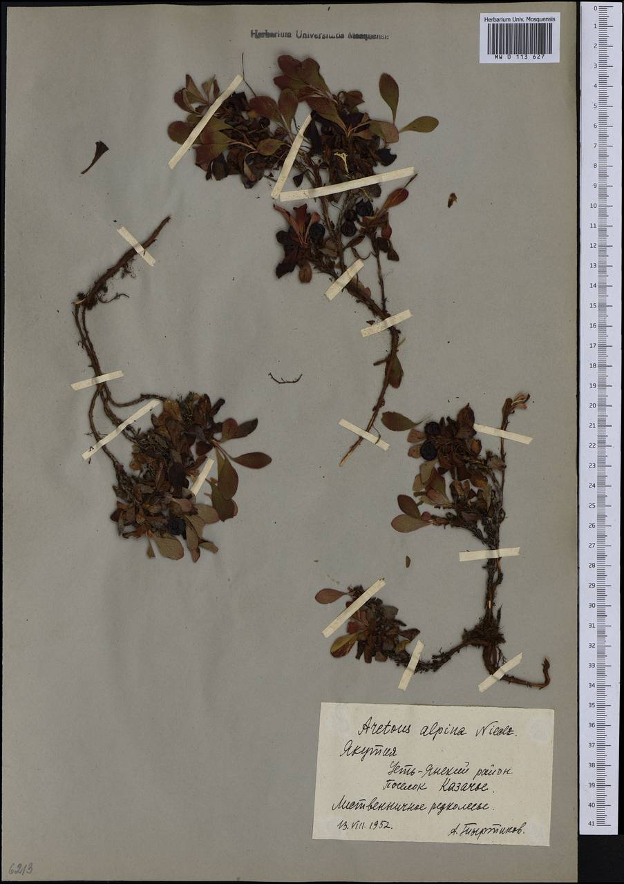 Arctostaphylos alpinus (L.) Spreng., Siberia, Yakutia (S5) (Russia)