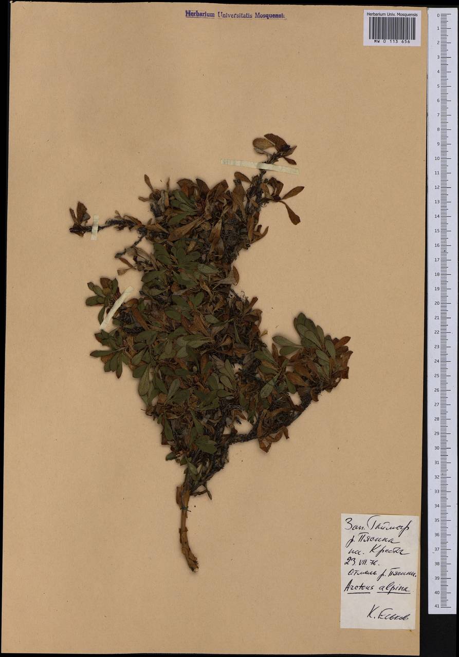 Arctostaphylos alpinus (L.) Spreng., Siberia, Central Siberia (S3) (Russia)