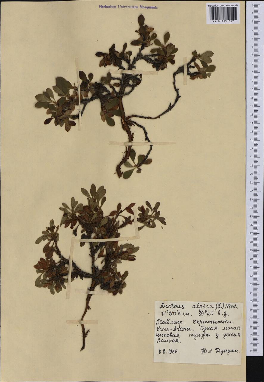 Arctostaphylos alpinus (L.) Spreng., Siberia, Central Siberia (S3) (Russia)