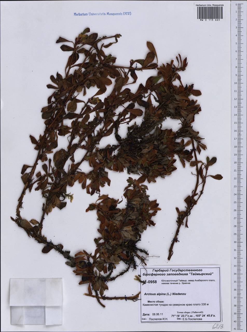 Arctostaphylos alpinus (L.) Spreng., Siberia, Central Siberia (S3) (Russia)