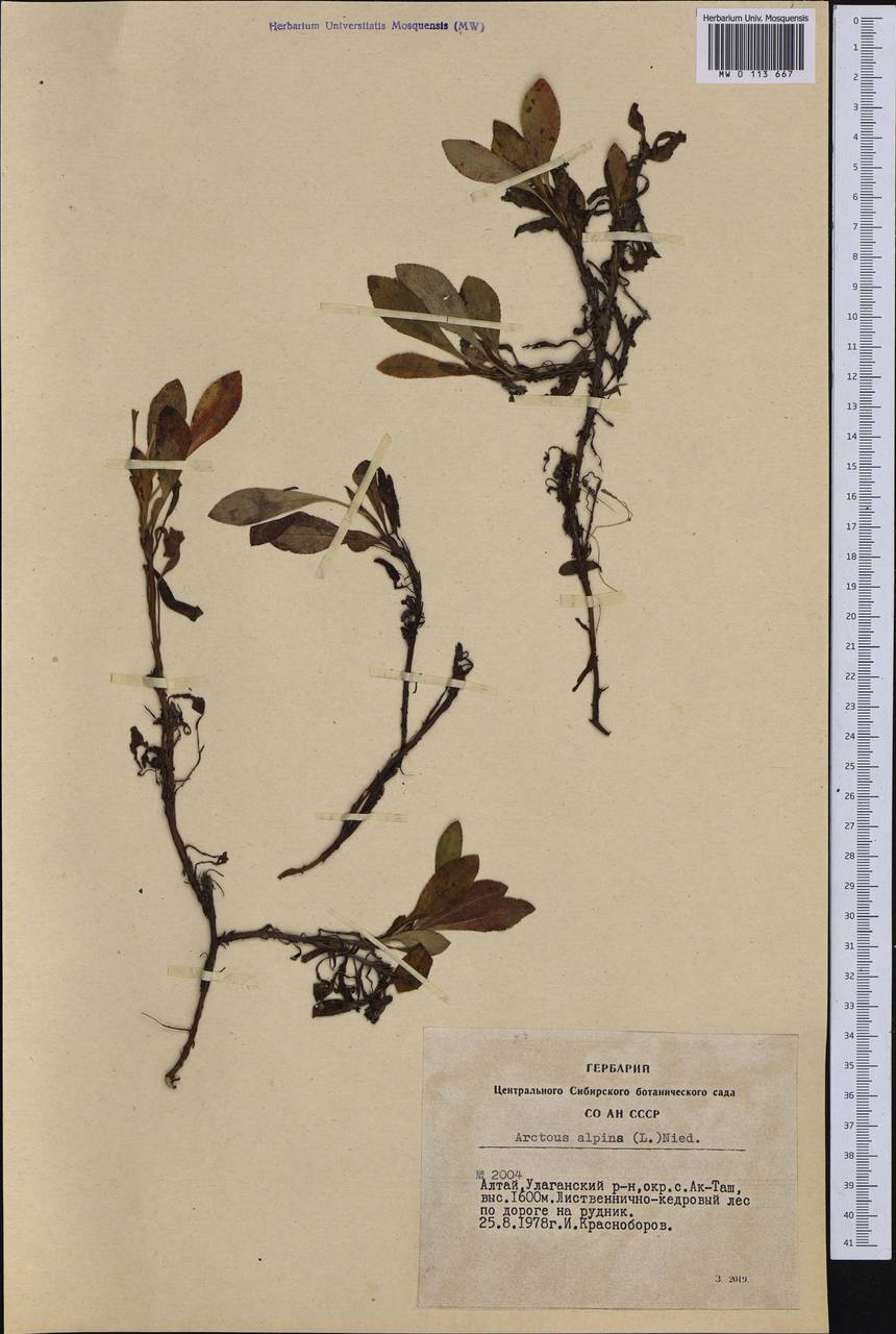 Arctostaphylos alpinus (L.) Spreng., Siberia, Altai & Sayany Mountains (S2) (Russia)