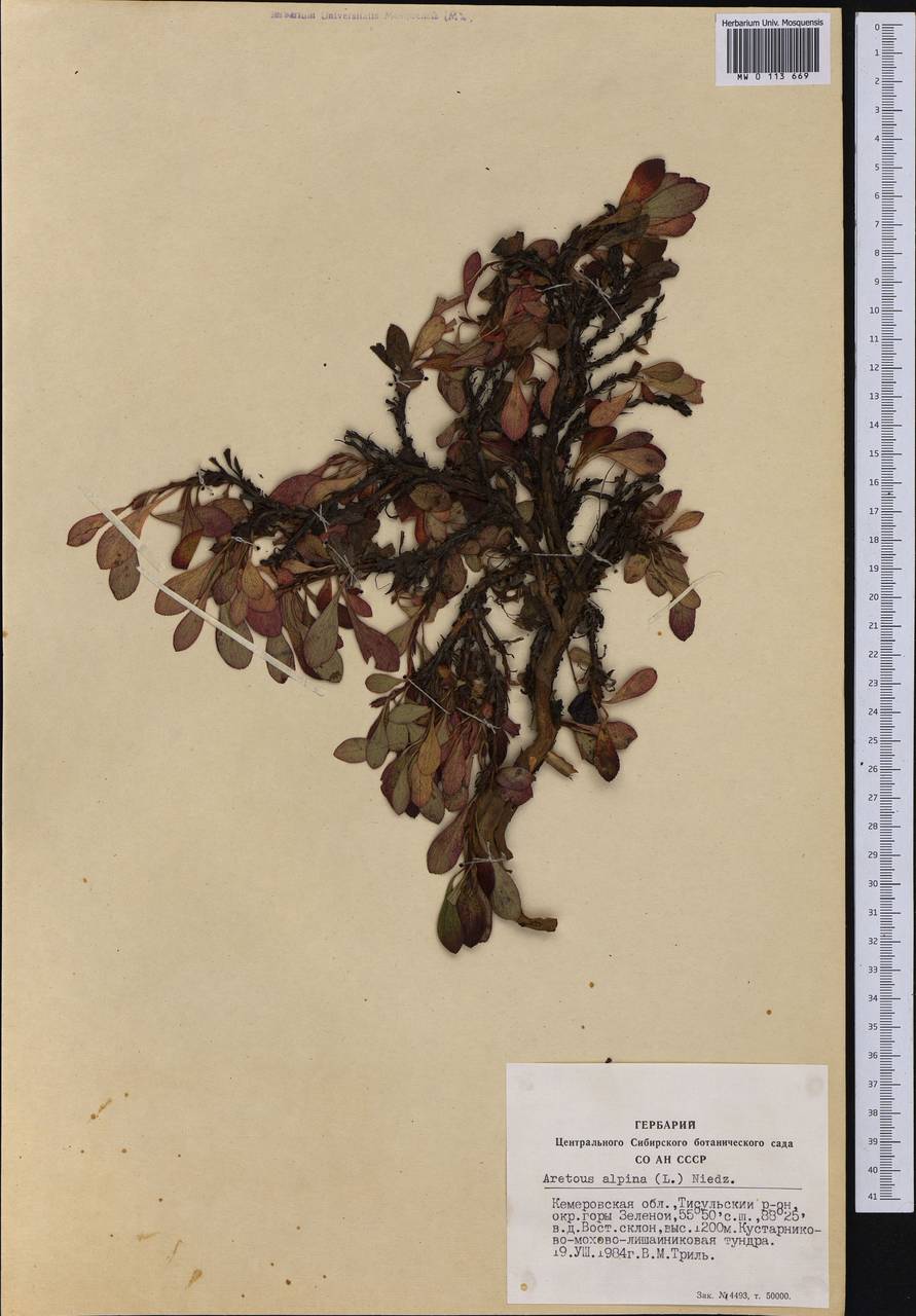 Arctostaphylos alpinus (L.) Spreng., Siberia, Altai & Sayany Mountains (S2) (Russia)