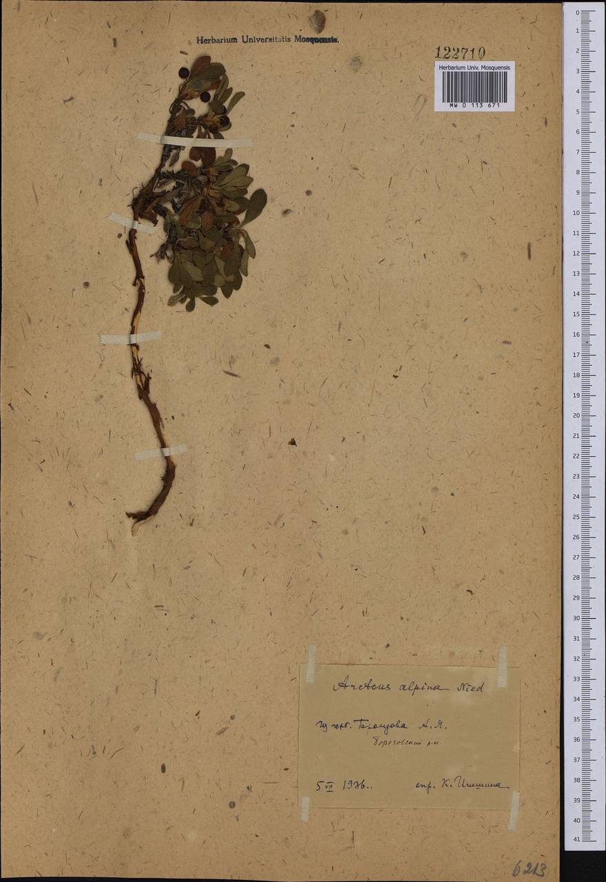 Arctostaphylos alpinus (L.) Spreng., Siberia, Western Siberia (S1) (Russia)