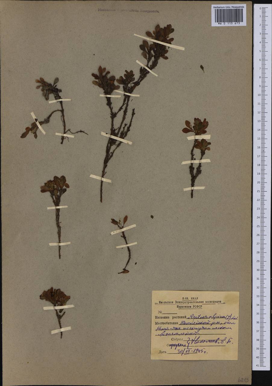 Arctostaphylos alpinus (L.) Spreng., Siberia, Western Siberia (S1) (Russia)