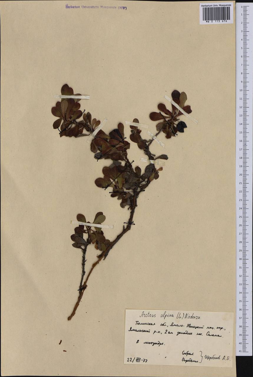 Arctostaphylos alpinus (L.) Spreng., Siberia, Western Siberia (S1) (Russia)