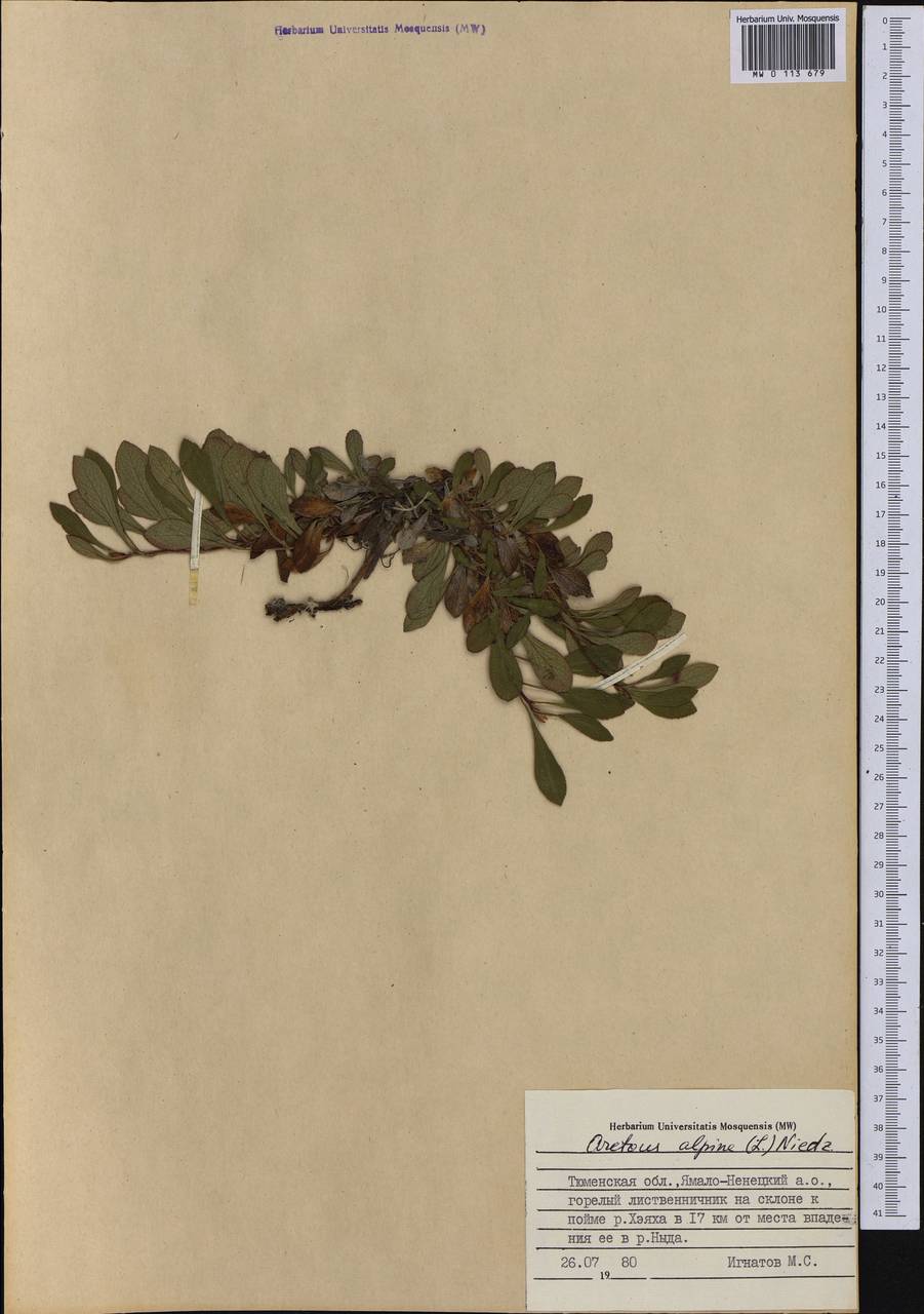 Arctostaphylos alpinus (L.) Spreng., Siberia, Western Siberia (S1) (Russia)