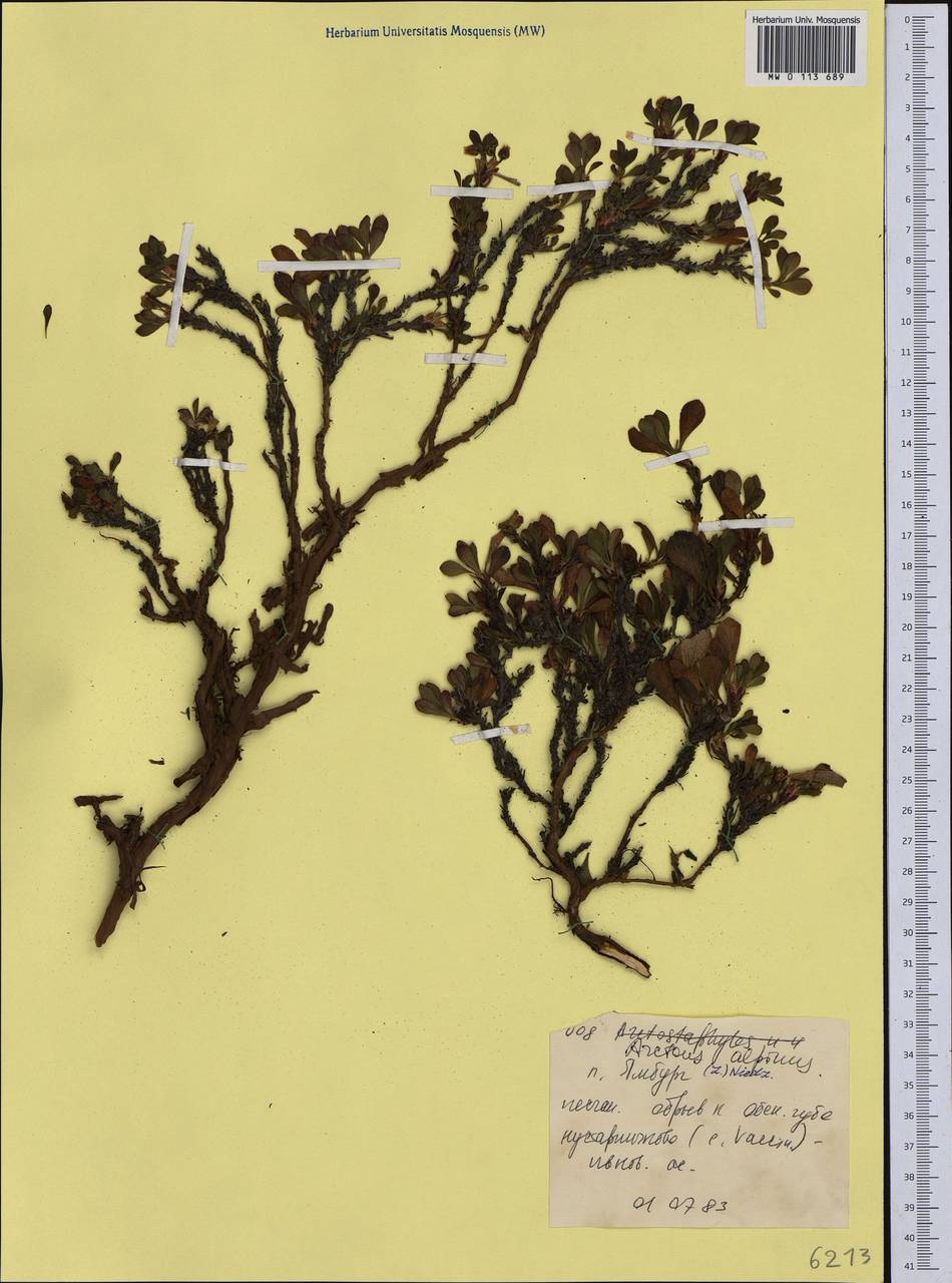 Arctostaphylos alpinus (L.) Spreng., Siberia, Western Siberia (S1) (Russia)
