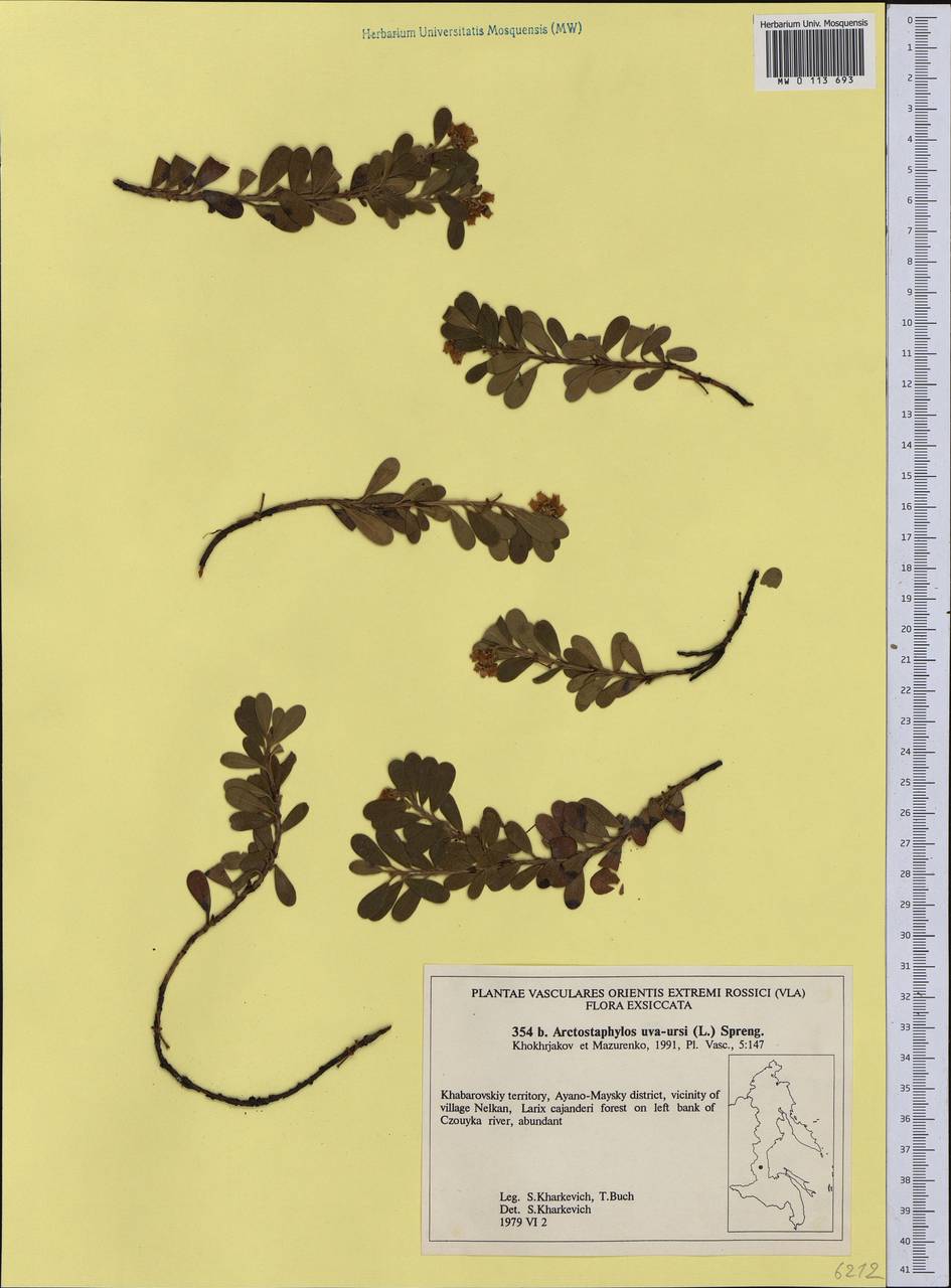 Arctostaphylos uva-ursi (L.) Spreng., Siberia, Russian Far East (S6) (Russia)
