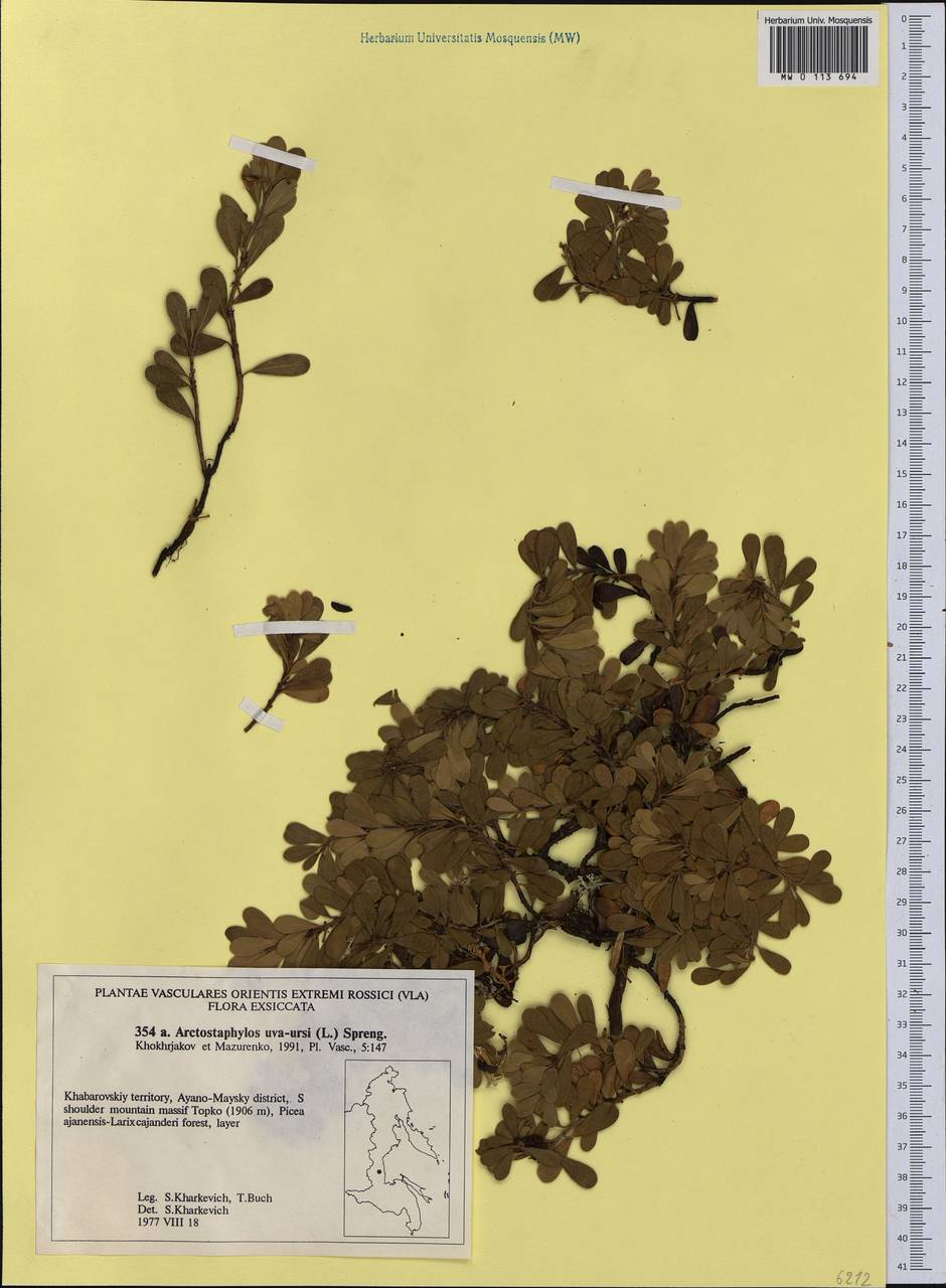 Arctostaphylos uva-ursi (L.) Spreng., Siberia, Russian Far East (S6) (Russia)