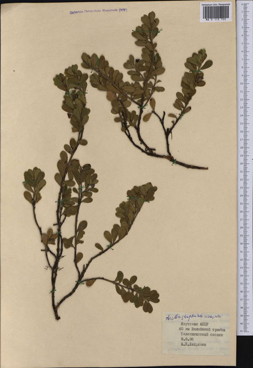 Arctostaphylos uva-ursi (L.) Spreng., Siberia, Yakutia (S5) (Russia)