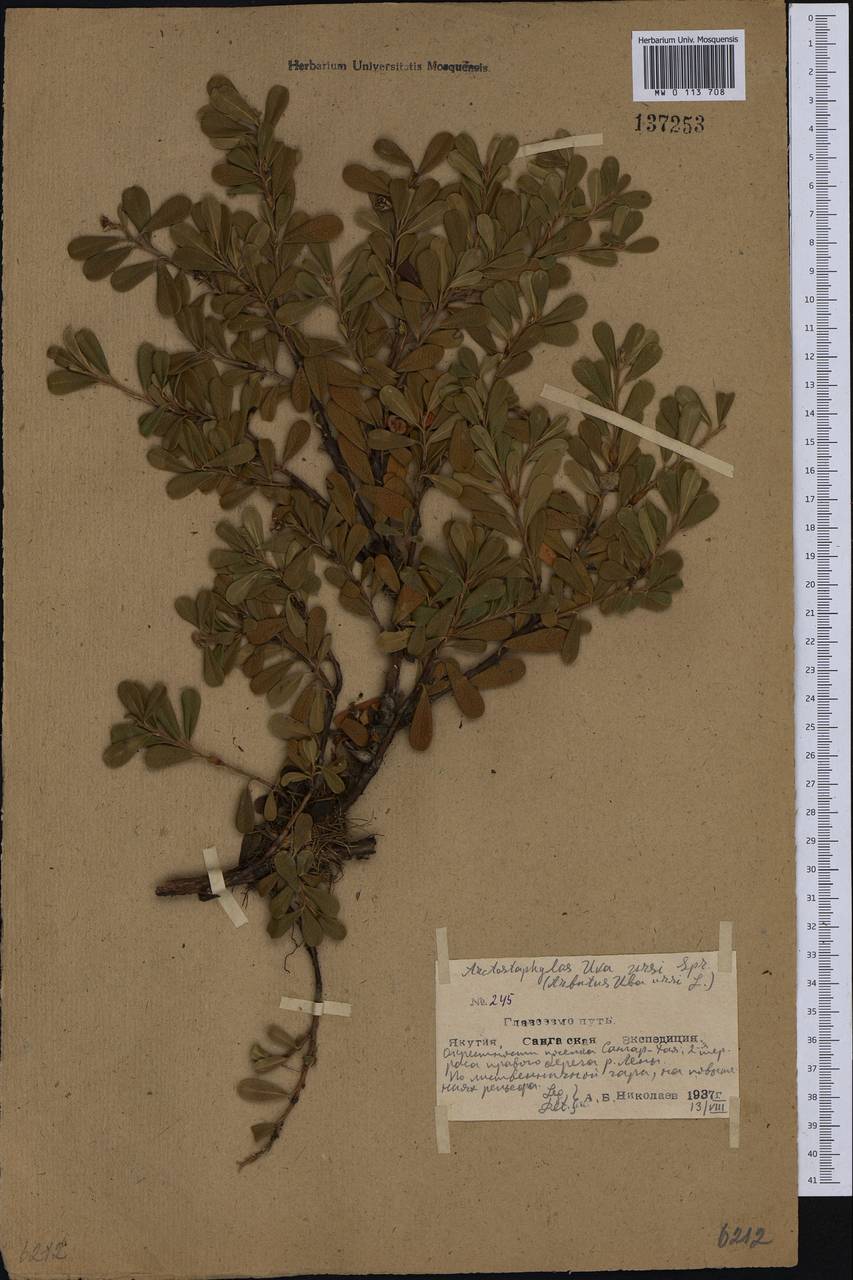 Arctostaphylos uva-ursi (L.) Spreng., Siberia, Yakutia (S5) (Russia)