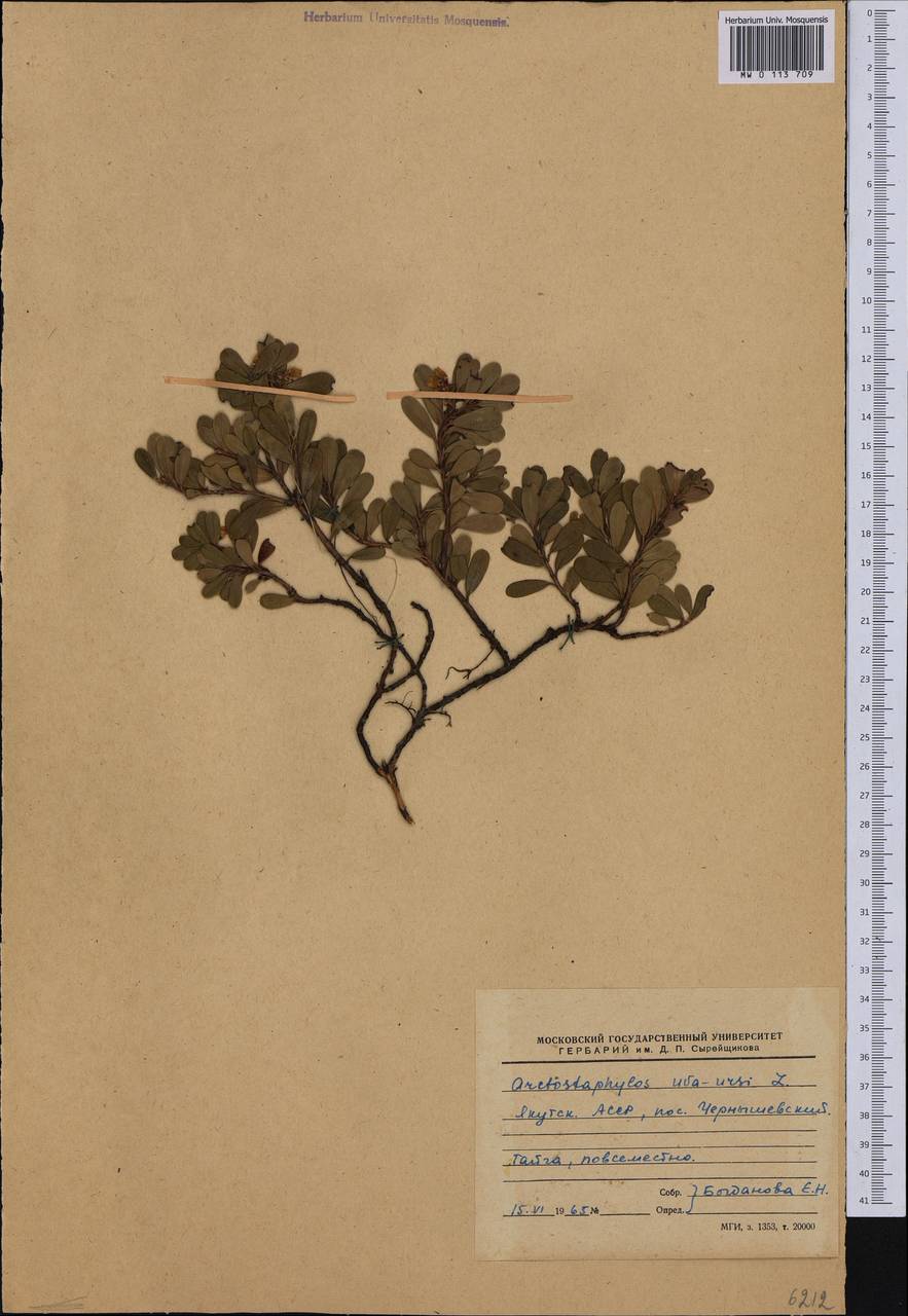 Arctostaphylos uva-ursi (L.) Spreng., Siberia, Yakutia (S5) (Russia)