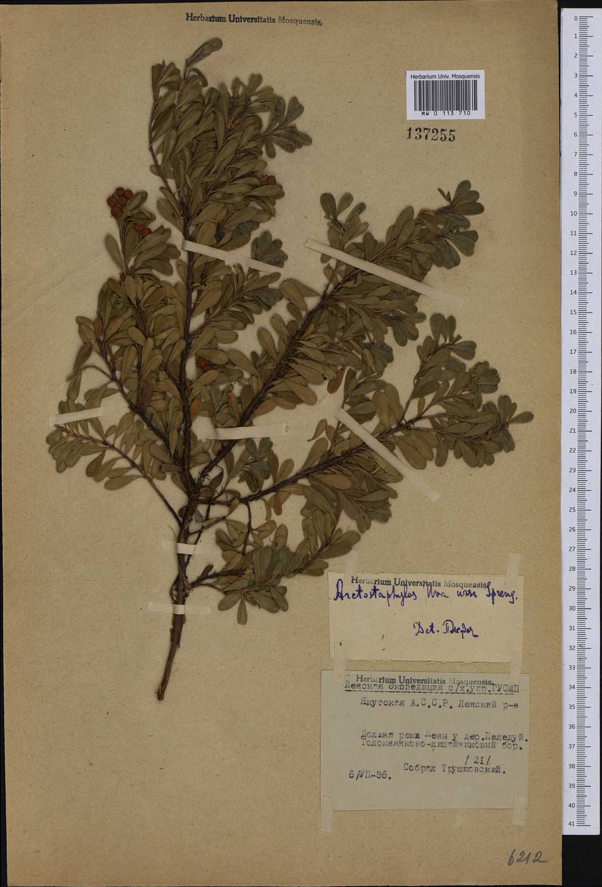 Arctostaphylos uva-ursi (L.) Spreng., Siberia, Yakutia (S5) (Russia)