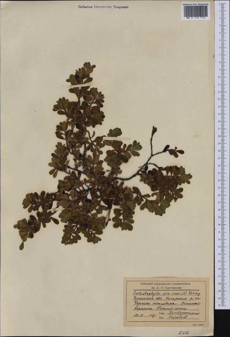 Arctostaphylos uva-ursi (L.) Spreng., Siberia, Baikal & Transbaikal region (S4) (Russia)