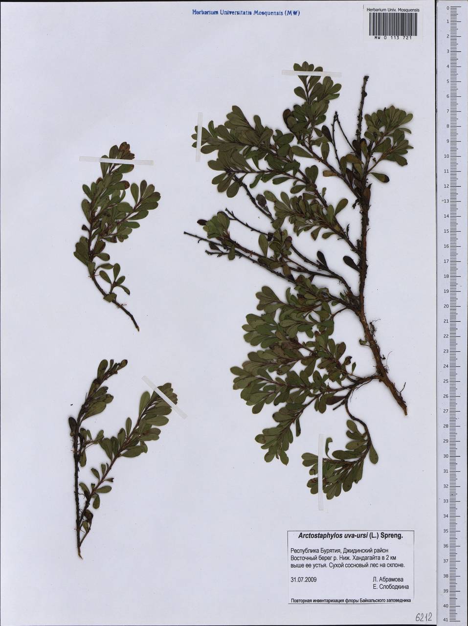 Arctostaphylos uva-ursi (L.) Spreng., Siberia, Baikal & Transbaikal region (S4) (Russia)