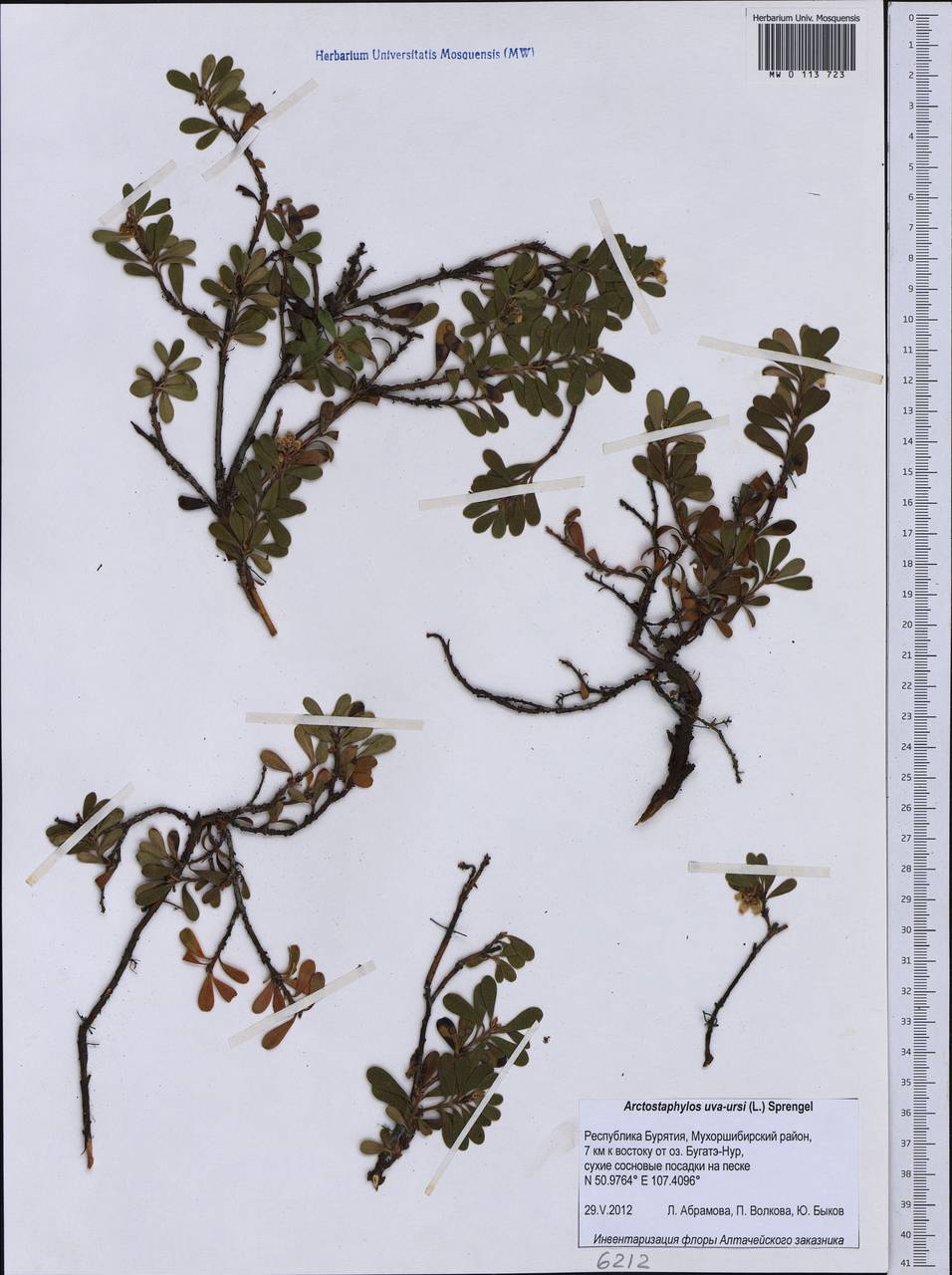 Arctostaphylos uva-ursi (L.) Spreng., Siberia, Baikal & Transbaikal region (S4) (Russia)