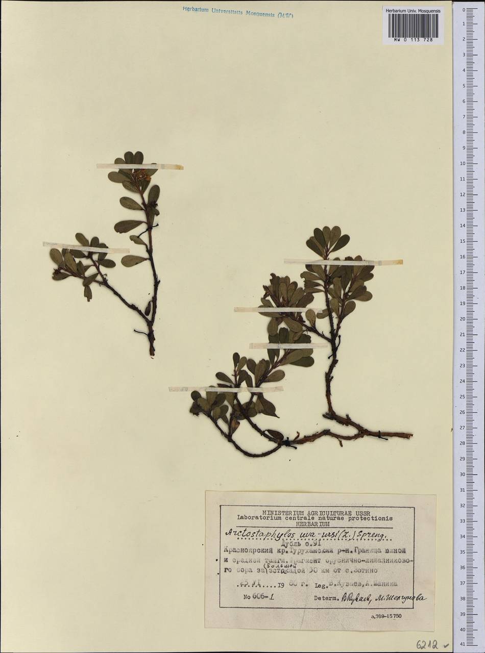 Arctostaphylos uva-ursi (L.) Spreng., Siberia, Central Siberia (S3) (Russia)