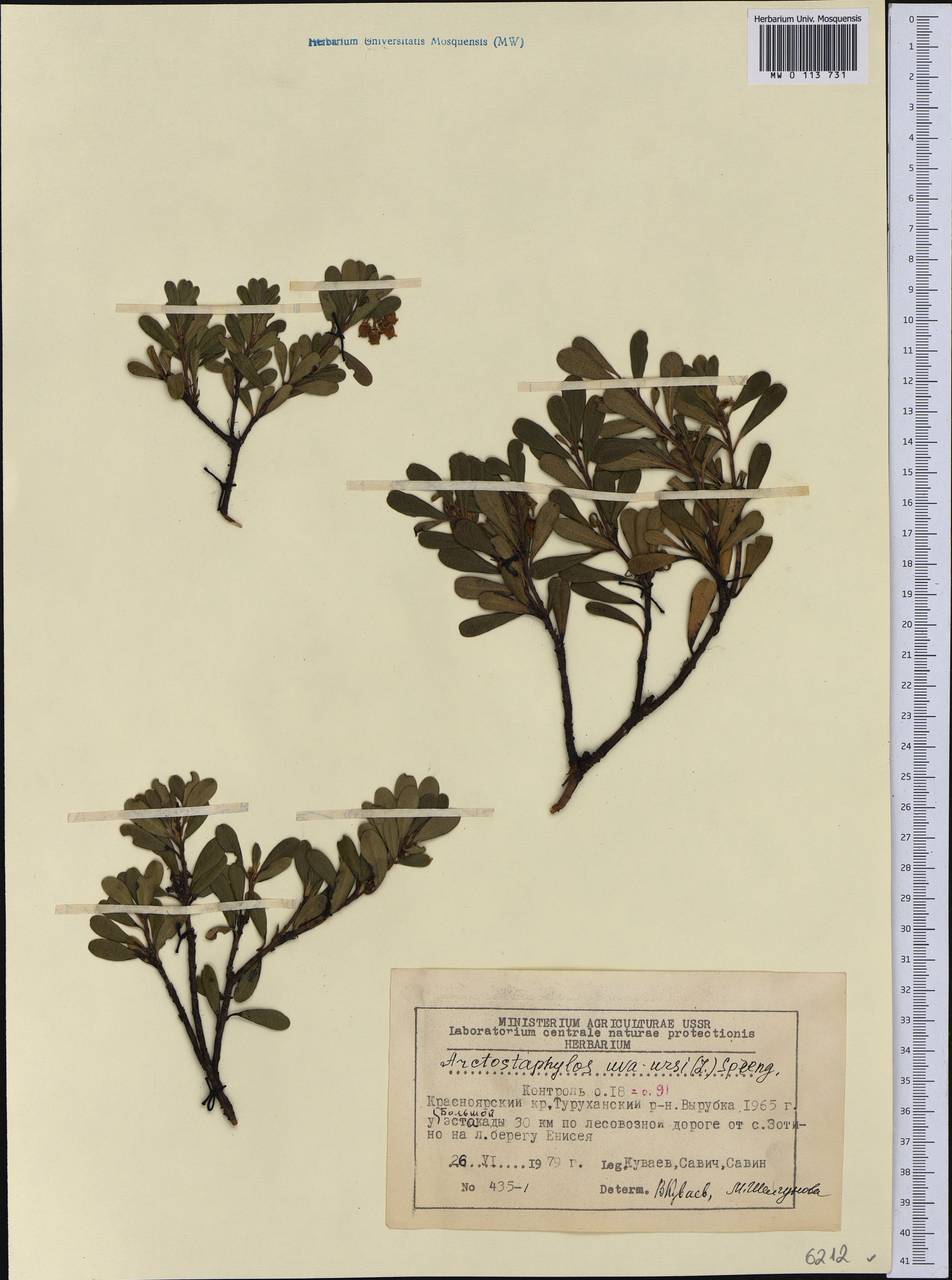 Arctostaphylos uva-ursi (L.) Spreng., Siberia, Central Siberia (S3) (Russia)