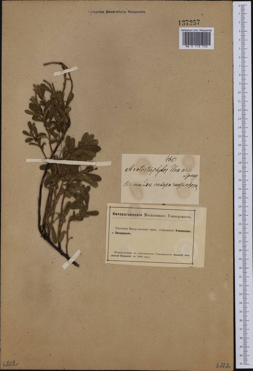 Arctostaphylos uva-ursi (L.) Spreng., Siberia, Altai & Sayany Mountains (S2) (Russia)