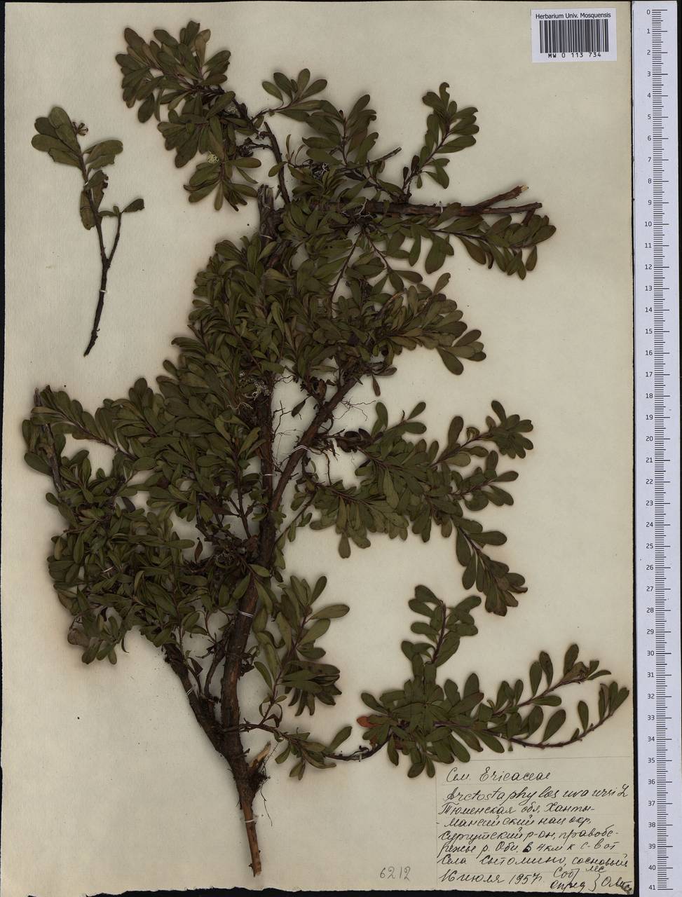Arctostaphylos uva-ursi (L.) Spreng., Siberia, Western Siberia (S1) (Russia)