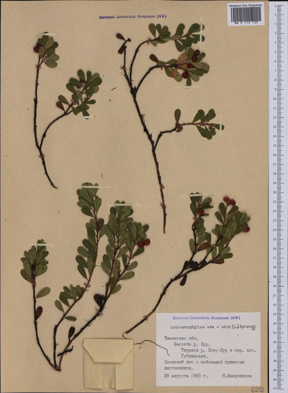 Arctostaphylos uva-ursi (L.) Spreng., Siberia, Western Siberia (S1) (Russia)