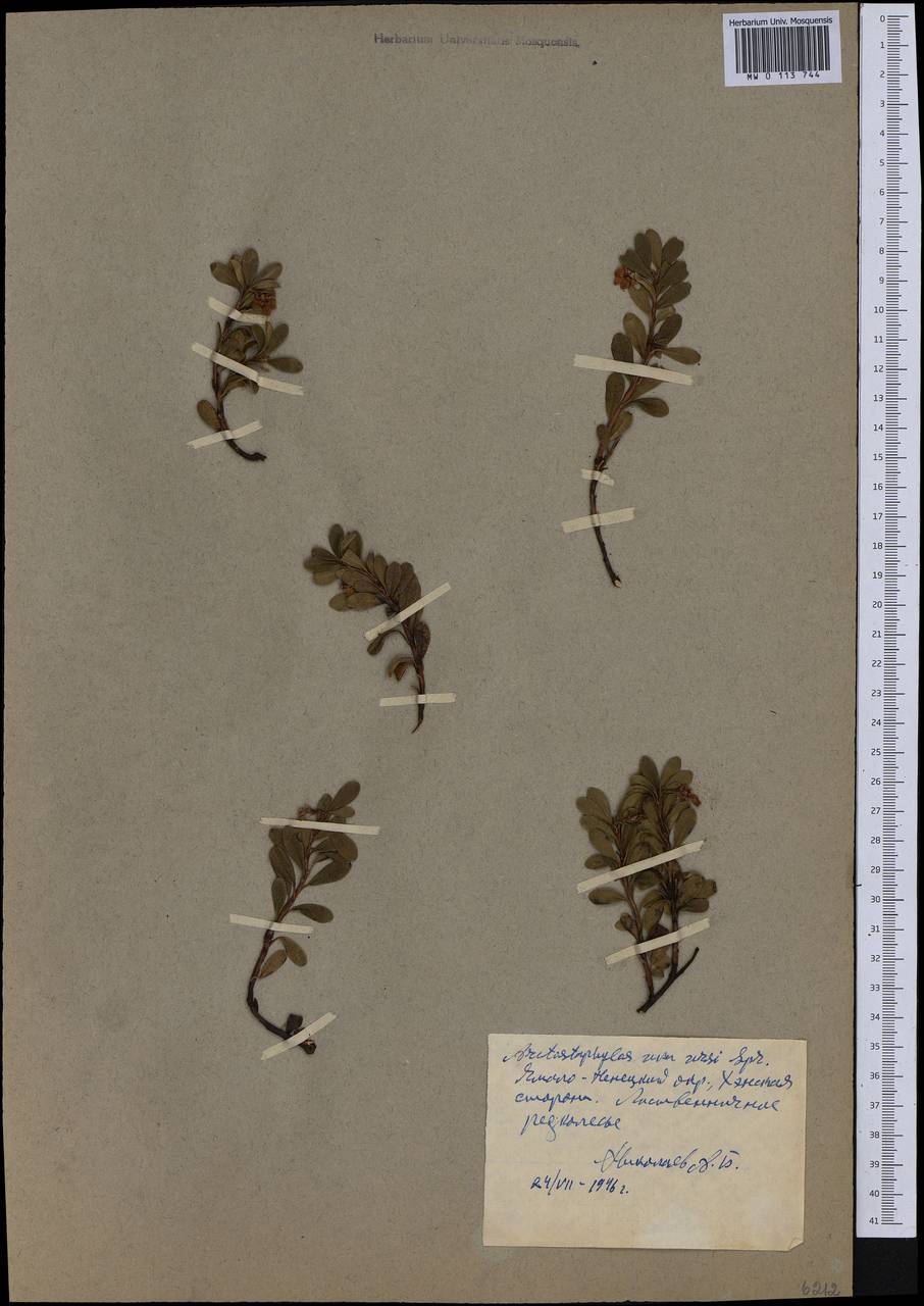 Arctostaphylos uva-ursi (L.) Spreng., Siberia, Western Siberia (S1) (Russia)
