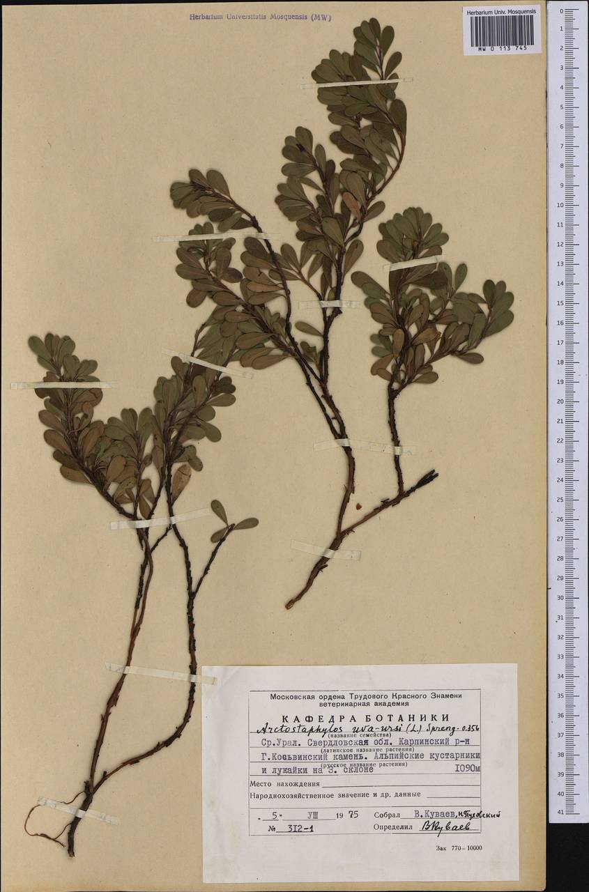 Arctostaphylos uva-ursi (L.) Spreng., Eastern Europe, Eastern region (E10) (Russia)