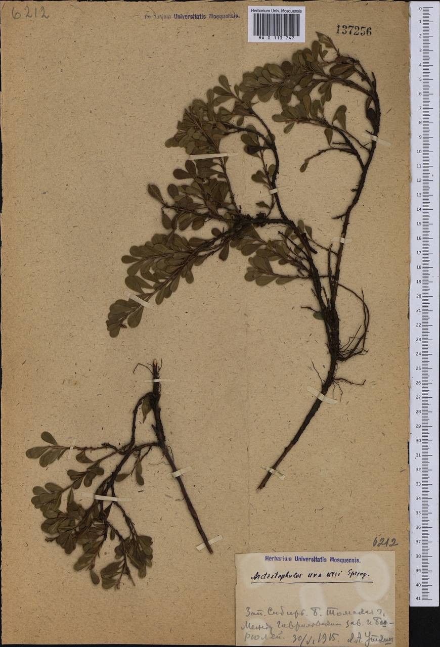 Arctostaphylos uva-ursi (L.) Spreng., Siberia, Western Siberia (S1) (Russia)