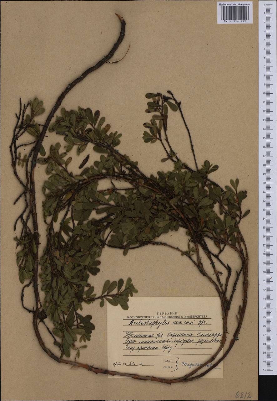 Arctostaphylos uva-ursi (L.) Spreng., Siberia, Western Siberia (S1) (Russia)