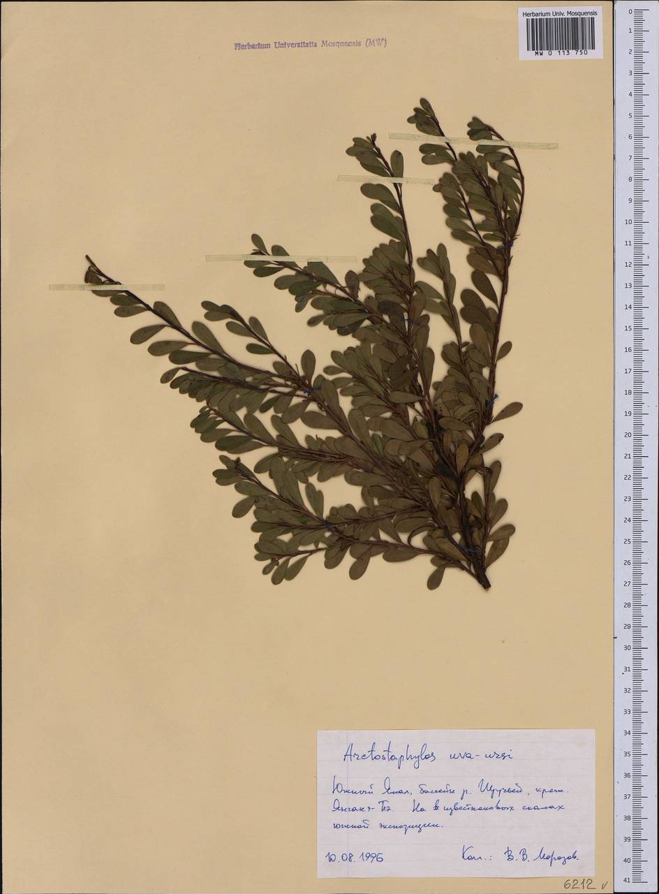 Arctostaphylos uva-ursi (L.) Spreng., Siberia, Western Siberia (S1) (Russia)