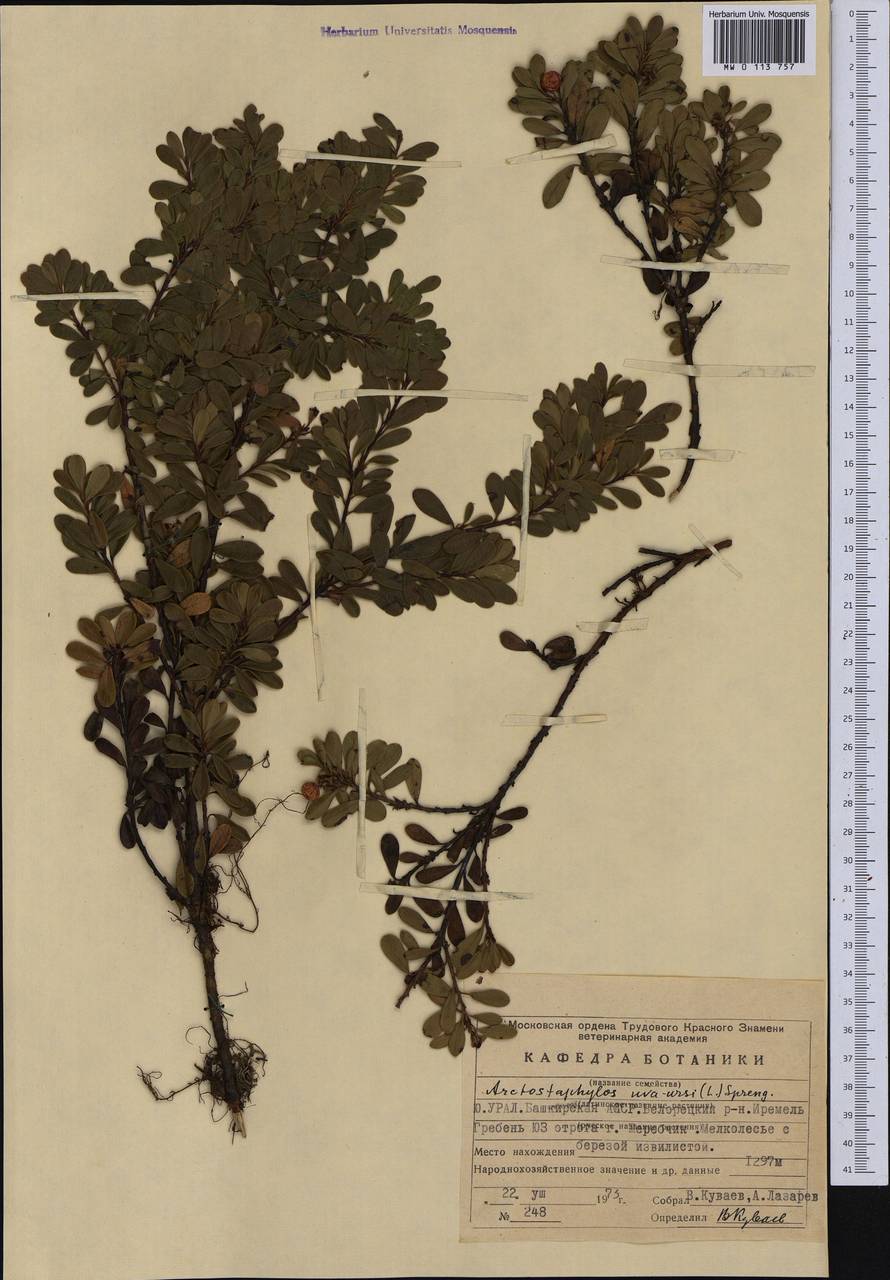 Arctostaphylos uva-ursi (L.) Spreng., Eastern Europe, Eastern region (E10) (Russia)