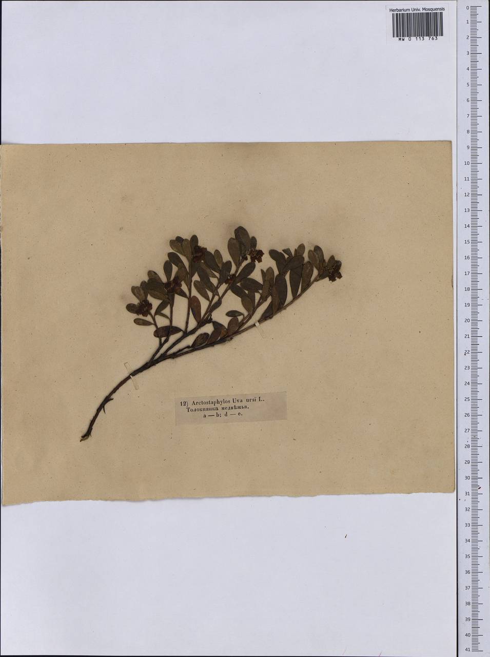 Arctostaphylos uva-ursi (L.) Spreng., Siberia (no precise locality) (S0) (Russia)