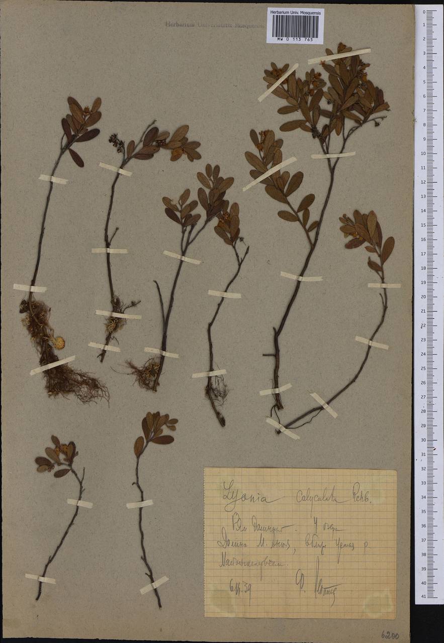 Chamaedaphne calyculata (L.) Moench, Siberia, Chukotka & Kamchatka (S7) (Russia)