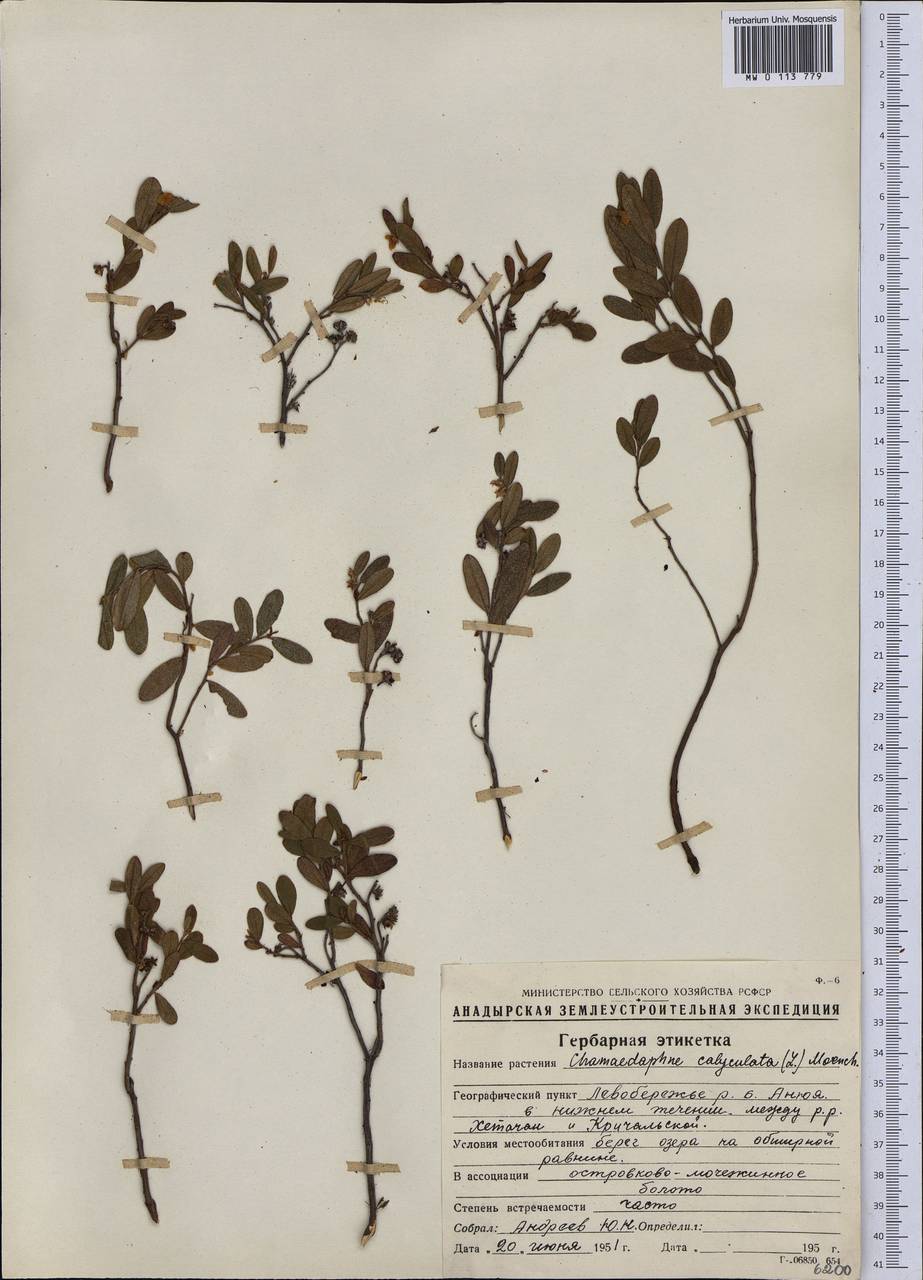 Chamaedaphne calyculata (L.) Moench, Siberia, Chukotka & Kamchatka (S7) (Russia)