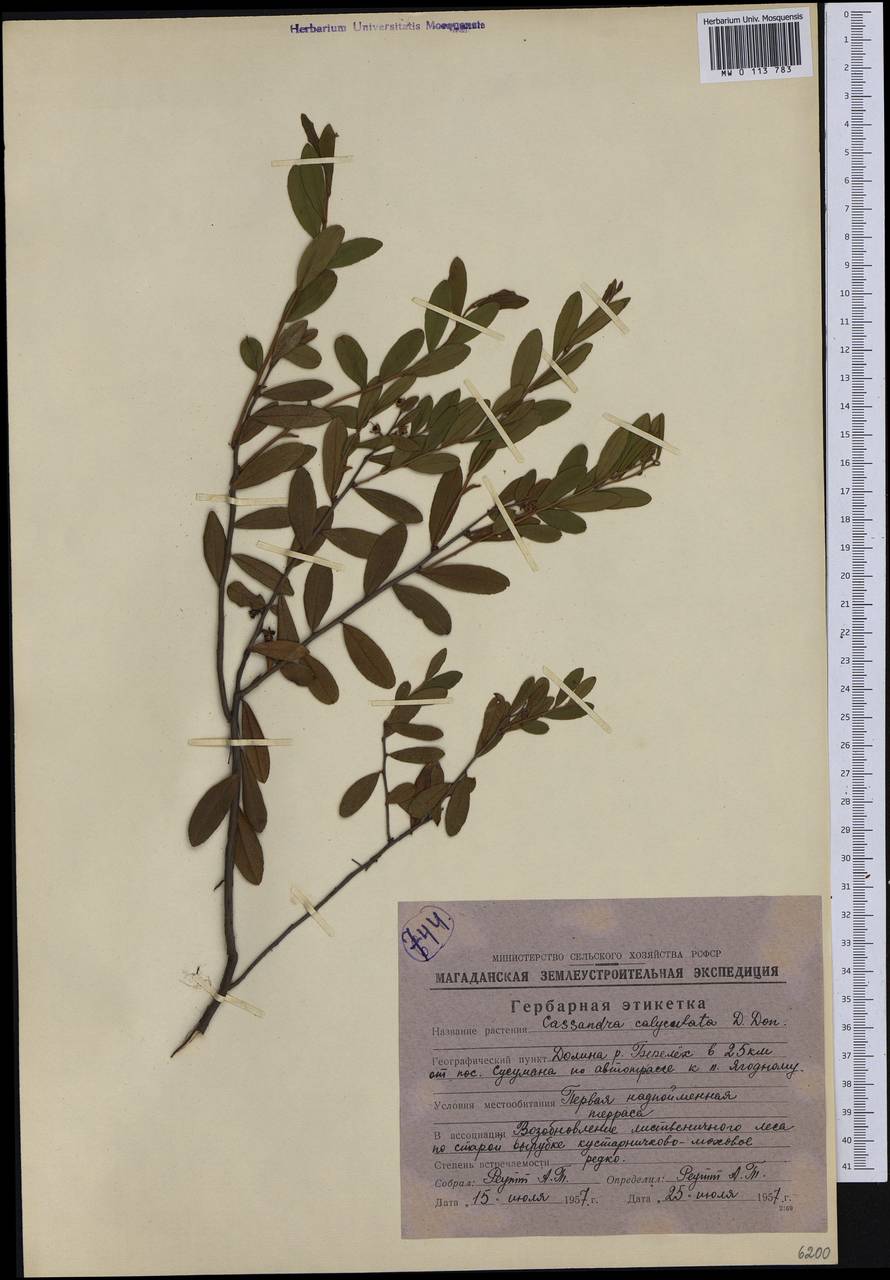 Chamaedaphne calyculata (L.) Moench, Siberia, Chukotka & Kamchatka (S7) (Russia)