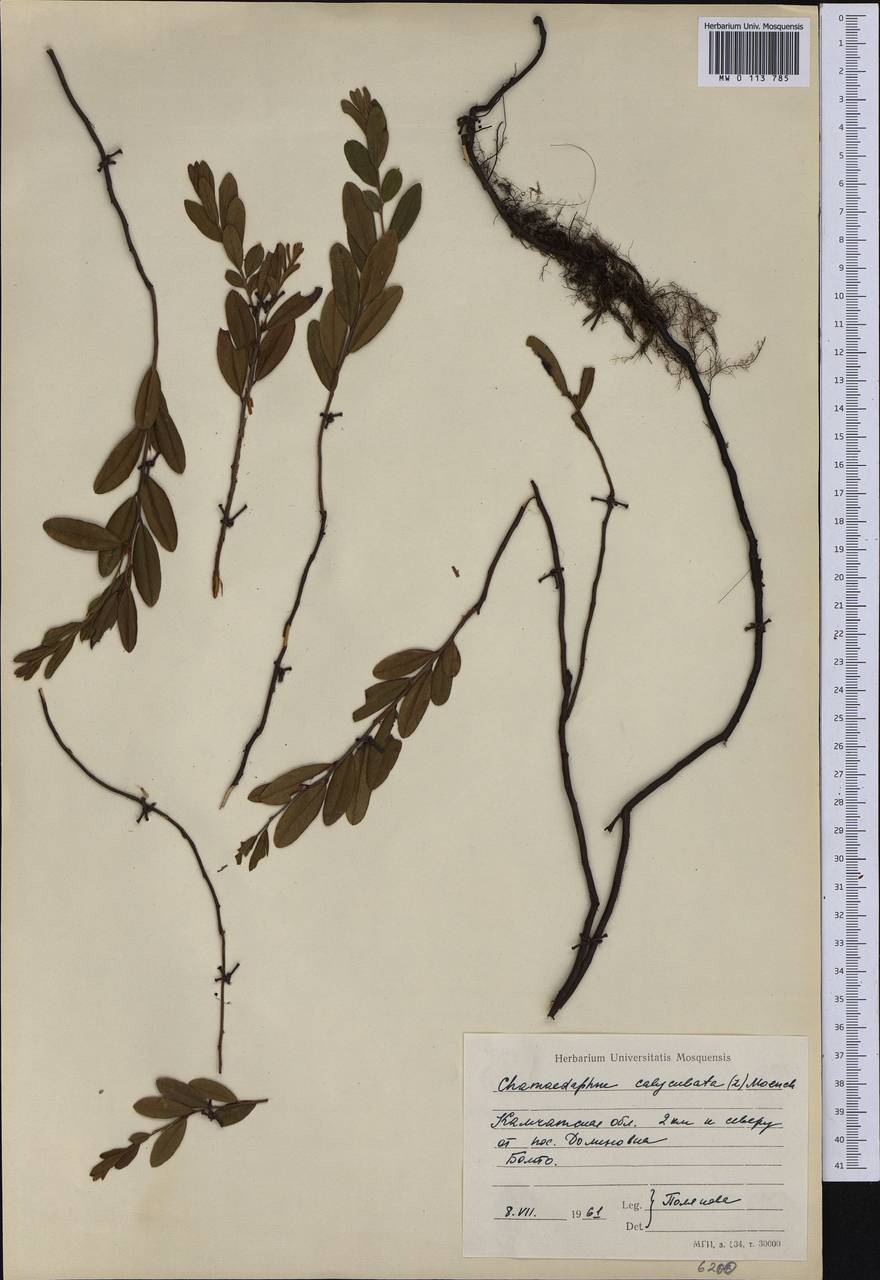 Chamaedaphne calyculata (L.) Moench, Siberia, Chukotka & Kamchatka (S7) (Russia)