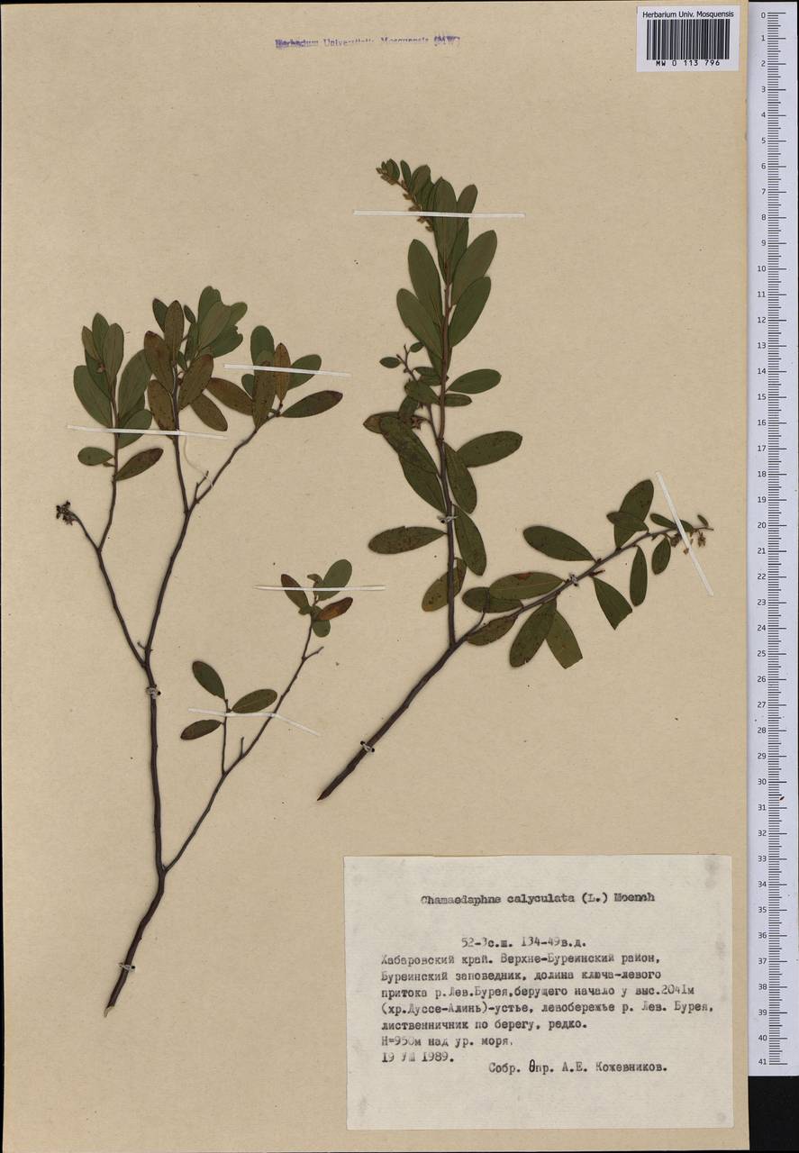 Chamaedaphne calyculata (L.) Moench, Siberia, Russian Far East (S6) (Russia)