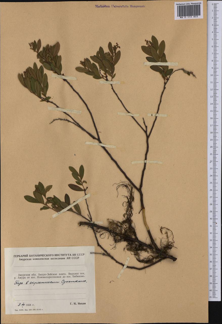Chamaedaphne calyculata (L.) Moench, Siberia, Russian Far East (S6) (Russia)
