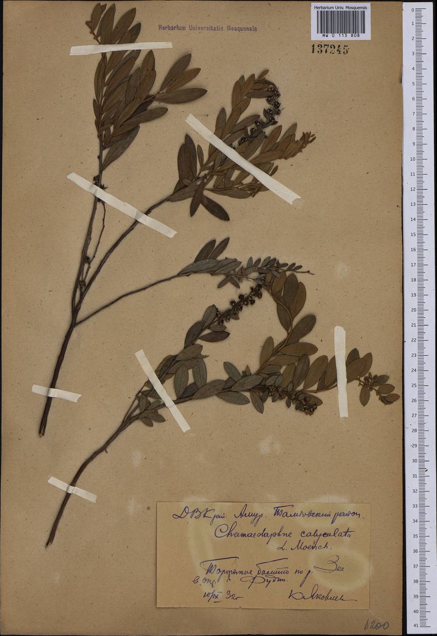 Chamaedaphne calyculata (L.) Moench, Siberia, Russian Far East (S6) (Russia)