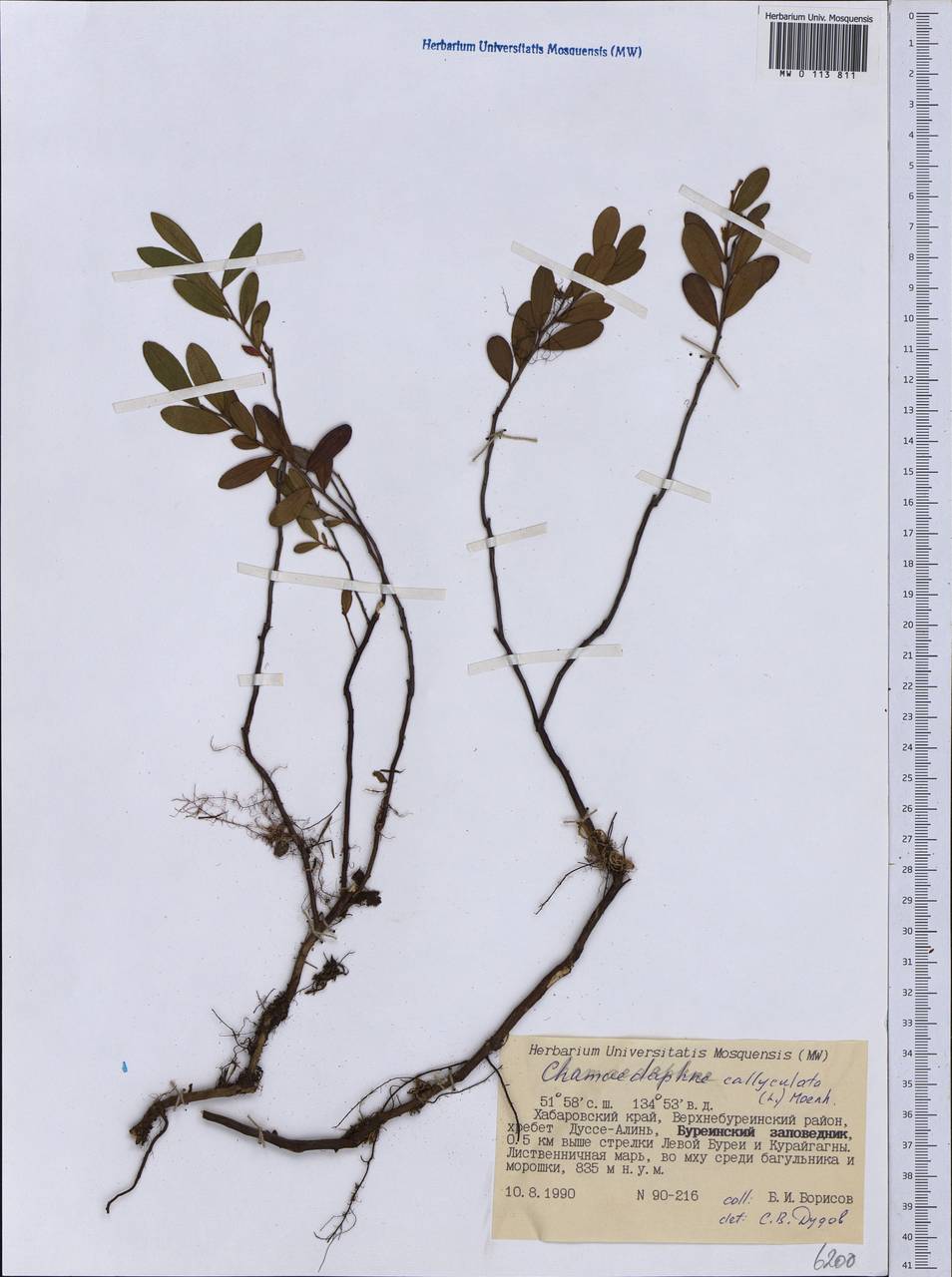 Chamaedaphne calyculata (L.) Moench, Siberia, Russian Far East (S6) (Russia)