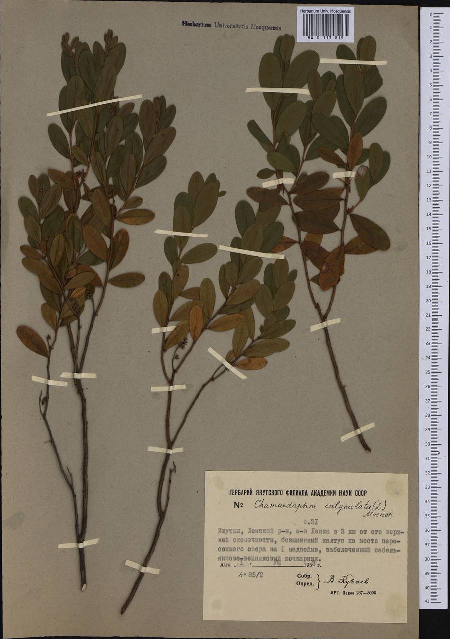 Chamaedaphne calyculata (L.) Moench, Siberia, Yakutia (S5) (Russia)