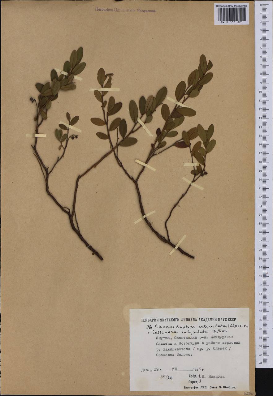 Chamaedaphne calyculata (L.) Moench, Siberia, Yakutia (S5) (Russia)