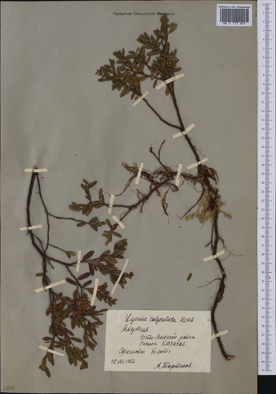 Chamaedaphne calyculata (L.) Moench, Siberia, Yakutia (S5) (Russia)